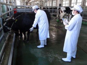 牛生体検査２