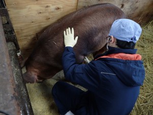【動物検疫所】収容畜舎での豚の検査_個体検査（指針、聴診、触診）