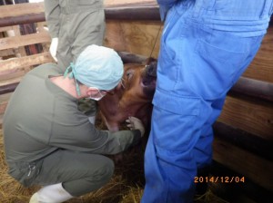 【動物検疫所】収容畜舎での豚の検査_頚動脈からの採血