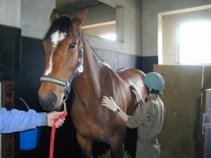 【動物検疫所】収容畜舎での馬の検査_個体検査（指針、聴診、触診）