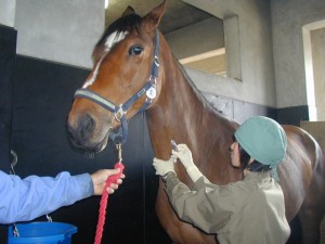 【動物検疫所】収容畜舎での馬の検査_頚動脈からの採血