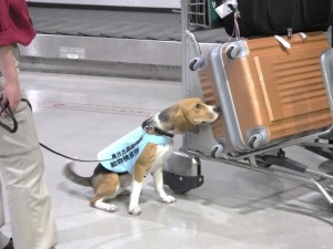 【動物検疫所】探知犬活動風景2