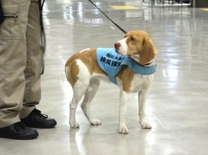 【動物検疫所】探知犬活動風景4