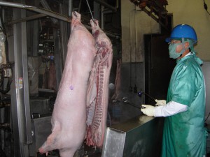 【鳥取県写真】食検（検印）