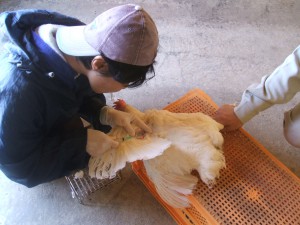 【鳥取県写真】鶏採血