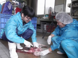 家畜保健衛生所での豚解剖実習