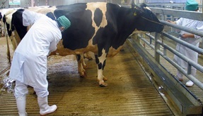 牛生体検査
